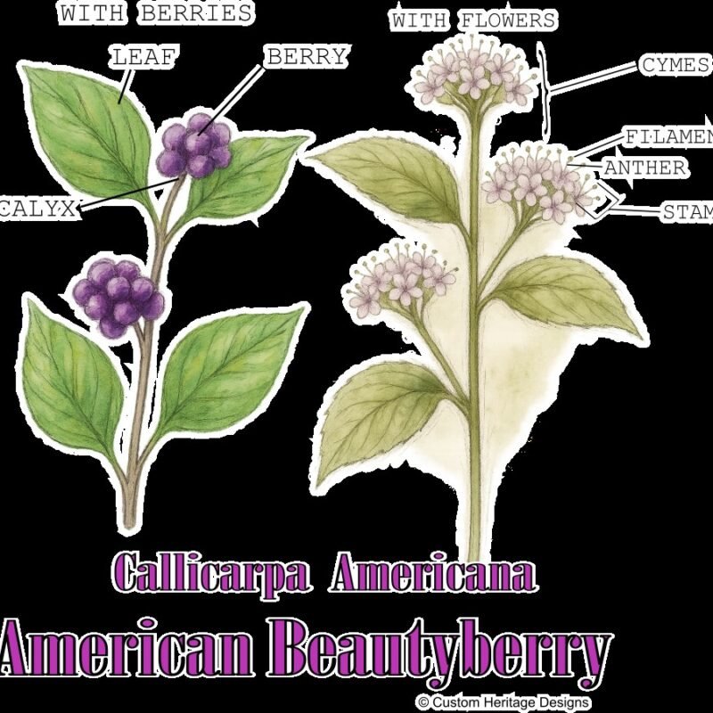 Callicarpa americana - Graphic T