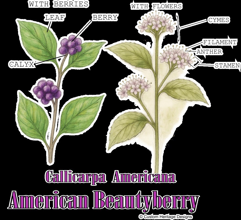 Callicarpa americana - Graphic T