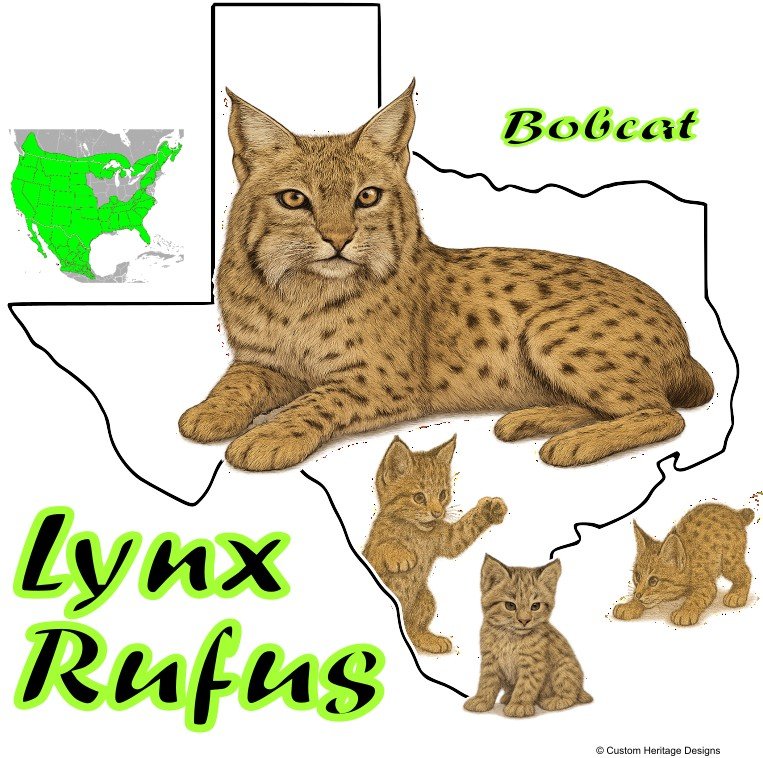 Bobcat 72 Lynx Rufus - Graphic T