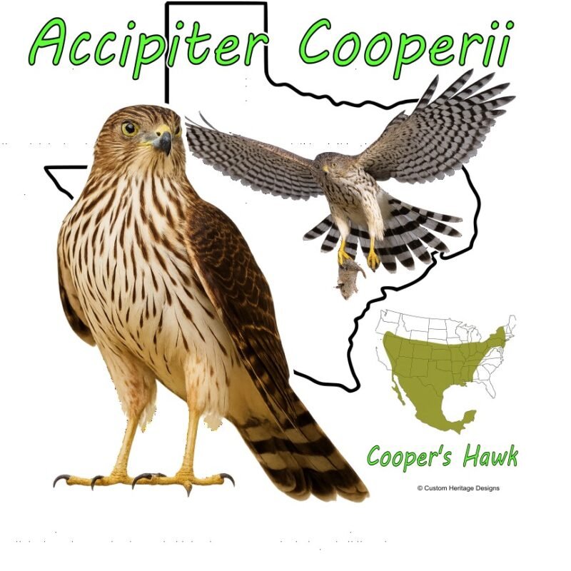 Accipiter Cooperii - Graphic T