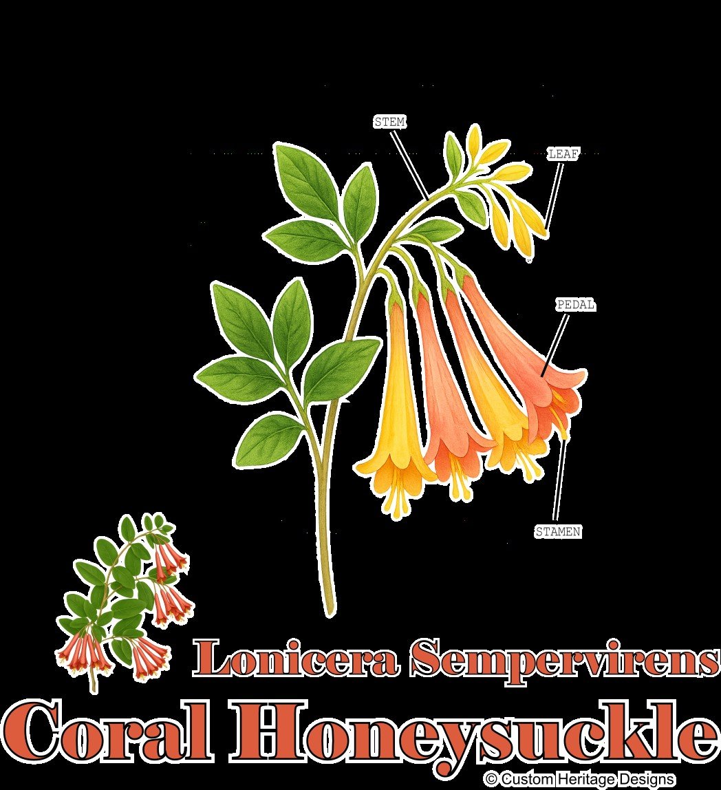 Lonicera sempervirens - Graphic T