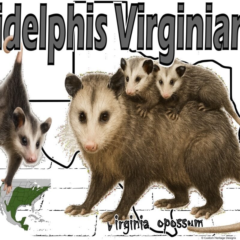 Didelphis Virginiana - Graphic T