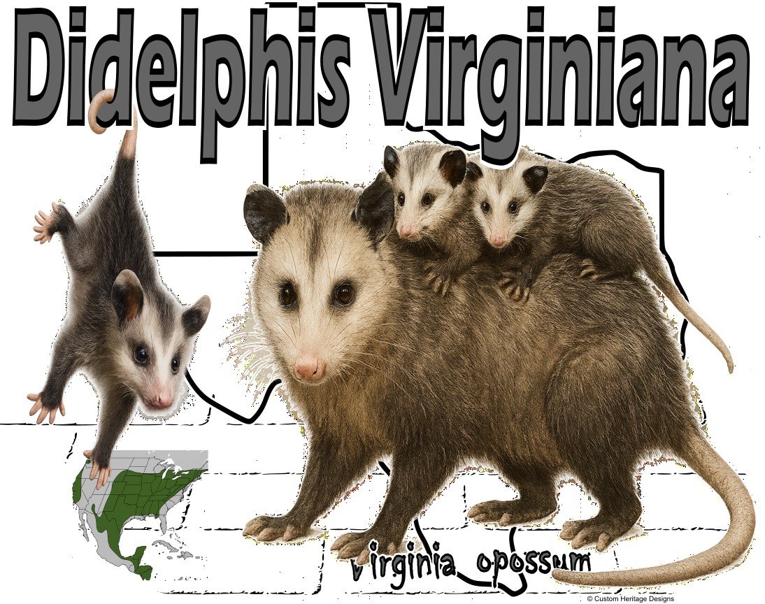 Didelphis Virginiana - Graphic T
