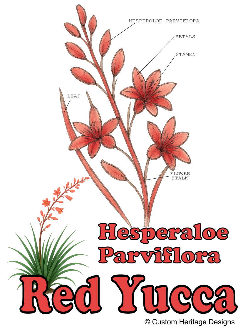 Red Yucca Hesperaloe parviflora - Graphic T