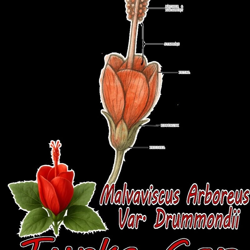 Turks Cap Malvaviscus arboreus var. drummondii - Graphic T