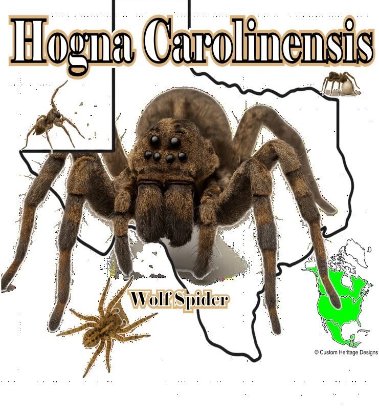Hogna Carolinensis - Graphic T
